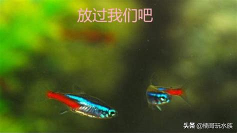 好養觀賞魚|新手養魚，觀賞魚，好看好養的十大淡水觀賞魚推薦